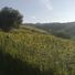 campo di girasoli sotto Recanati